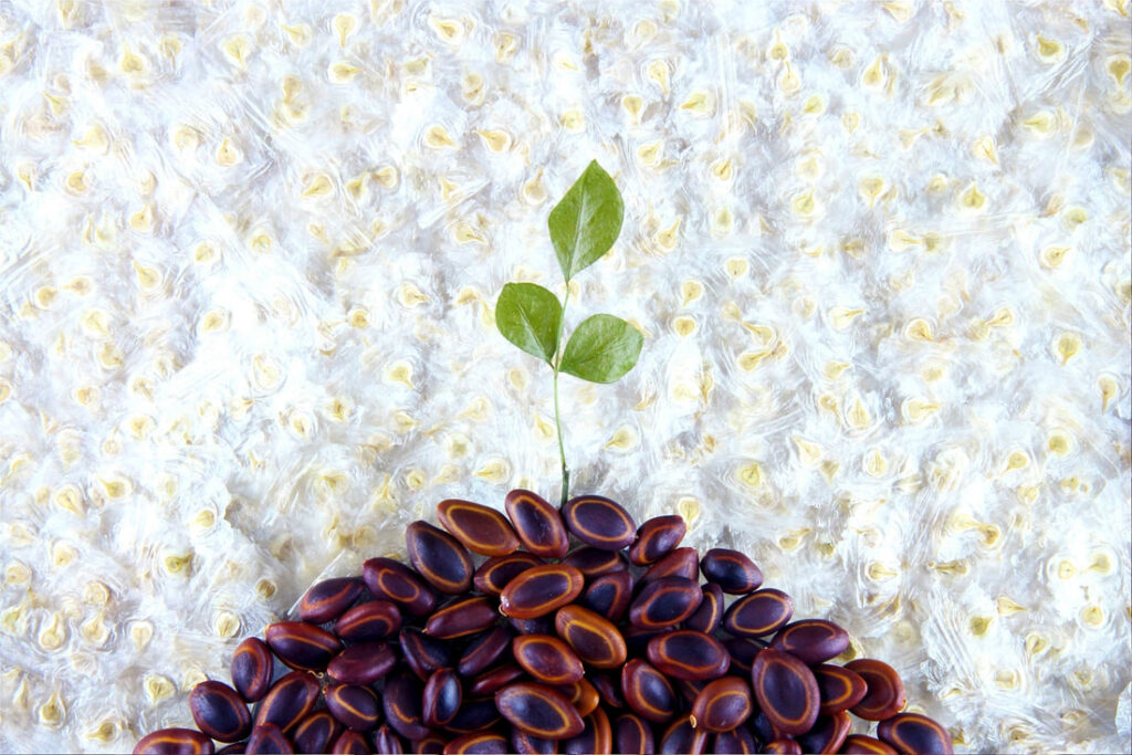 《綻放之種》劇照