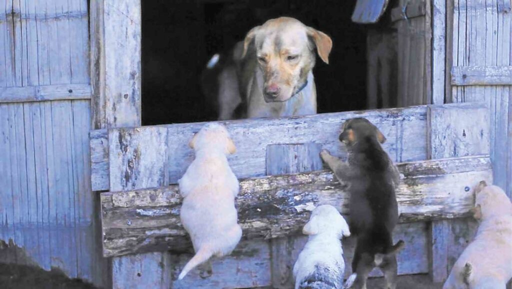 《貓狗、家畜、生魚片​》劇照